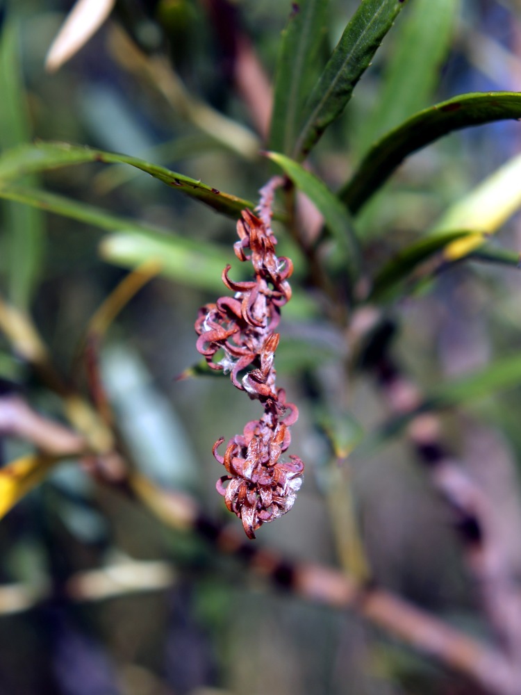 a small tree with many long narrow leaves and long clusters of red flowers