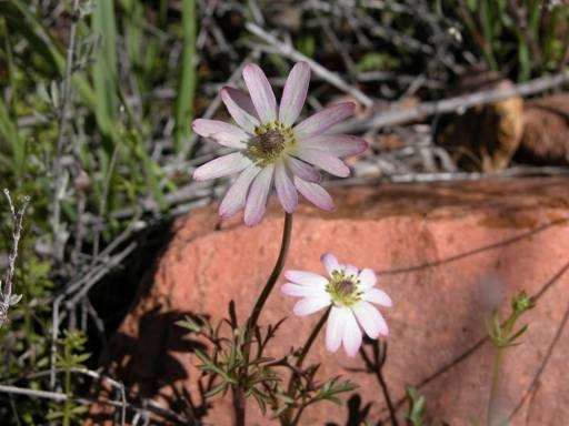 desert anemone