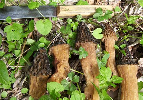 Protecting Resources: Sustaining Wild Mushrooms in Four NCR Parks - Photos from University of Arkansas led study