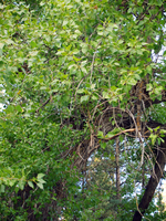 a tall tree with many leaves