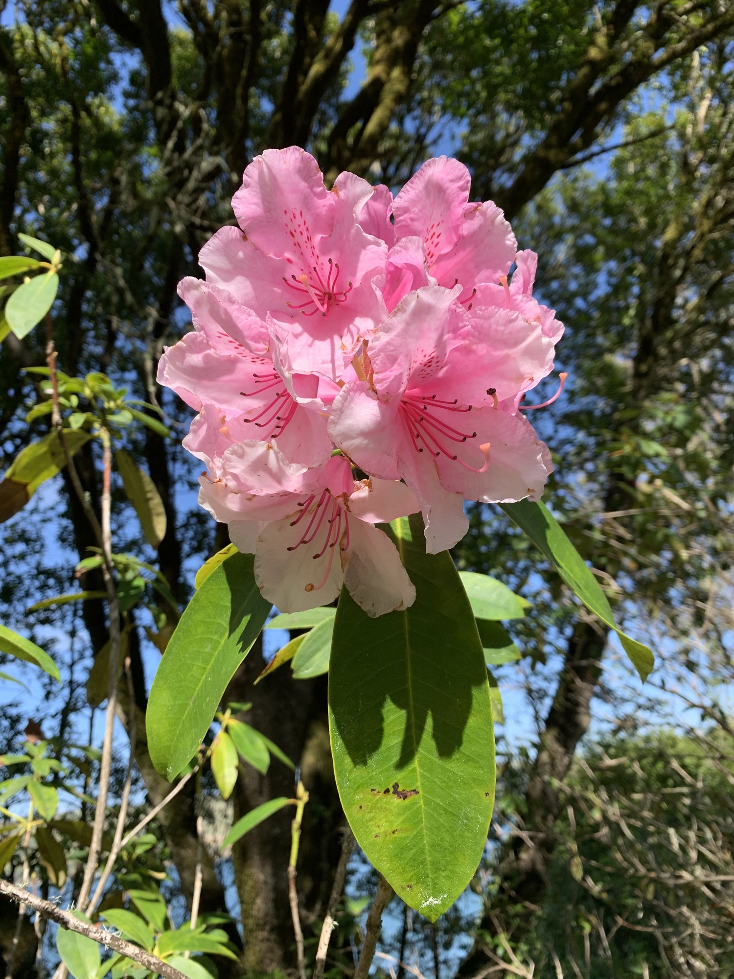 A bouquet of six or so large pink funnel shaped flowers grouped closely together. The edges of each petal are wrinkled and ruffled, making the flower look eloquent overall. The top most petal has lines of red speckles. About a dozen long stamen extend with a center pistil. Three elongated oval shaped leaves hang below the bouquet of flowers.