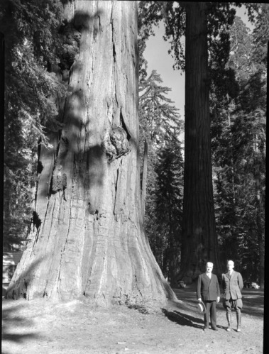 Sen. Hiram Johnson and Col. Thomson under trees