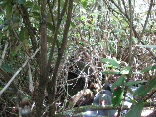 GRSM Accuracy Assessment. Plot Code: GRSM_AA_0313_2