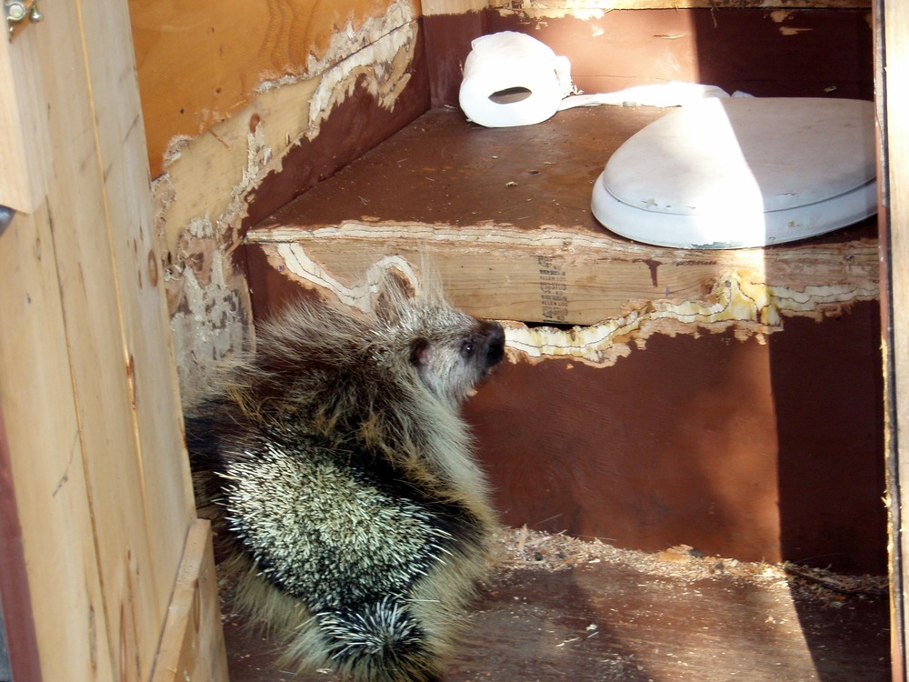 Porcupine chewing on wood inside an outhouse.