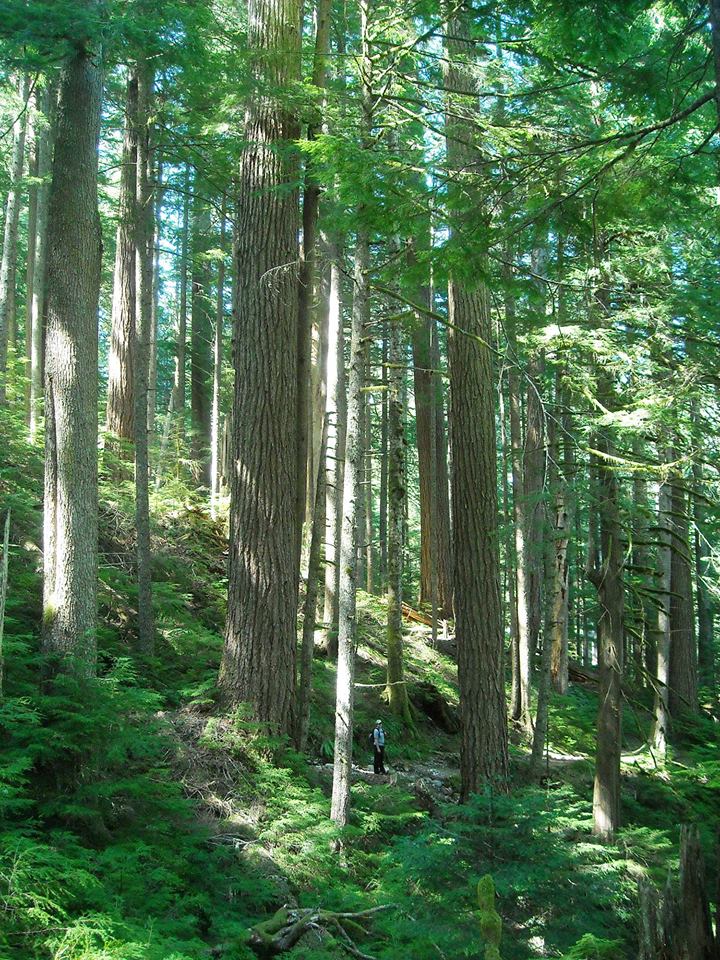 A visitor stands amid the tall old-growth forest along a trail. 
