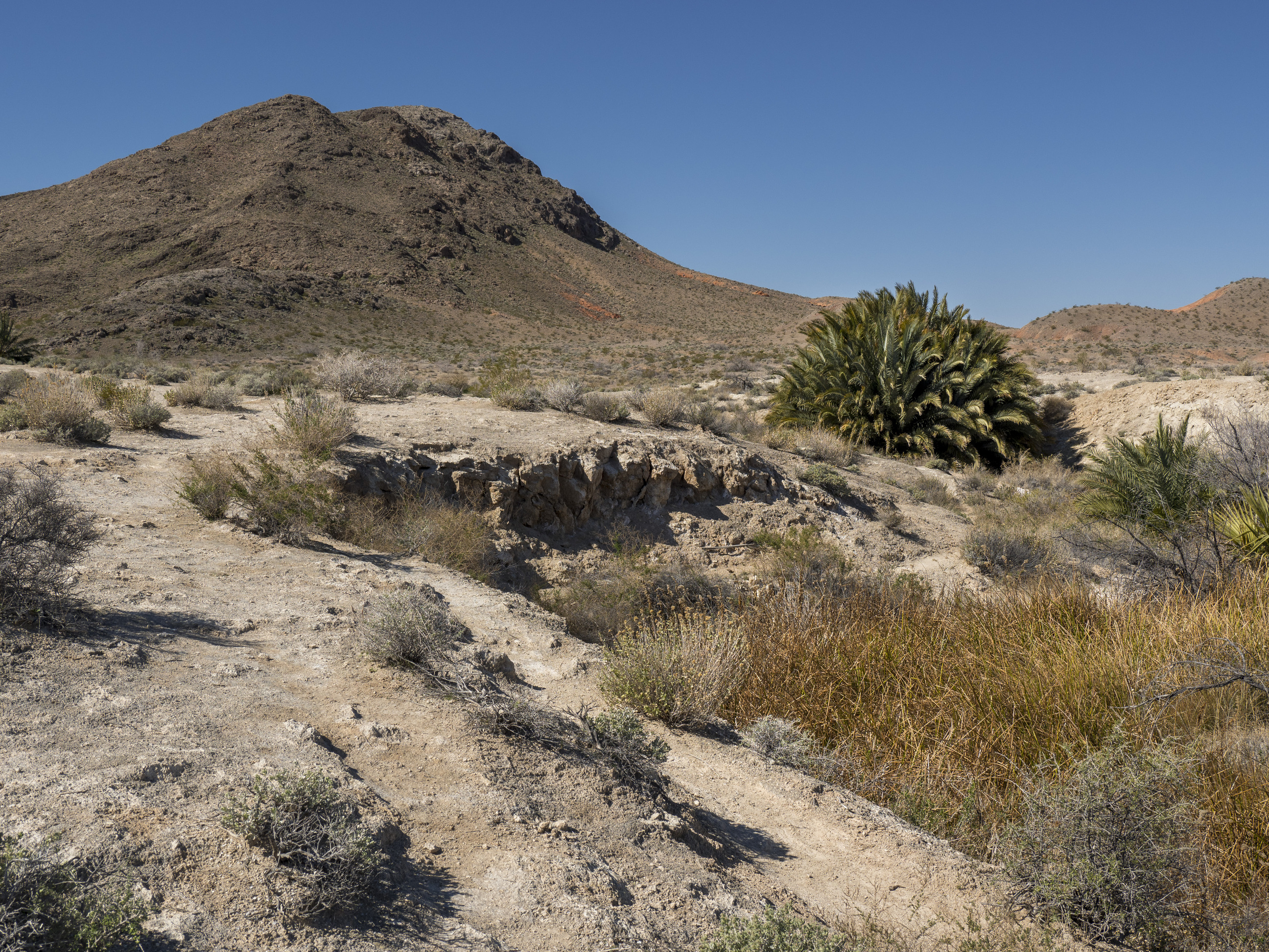 narrow footpath at left, wash with plants at right, desert hill upper left