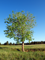 a tree with spade shaped leaves
