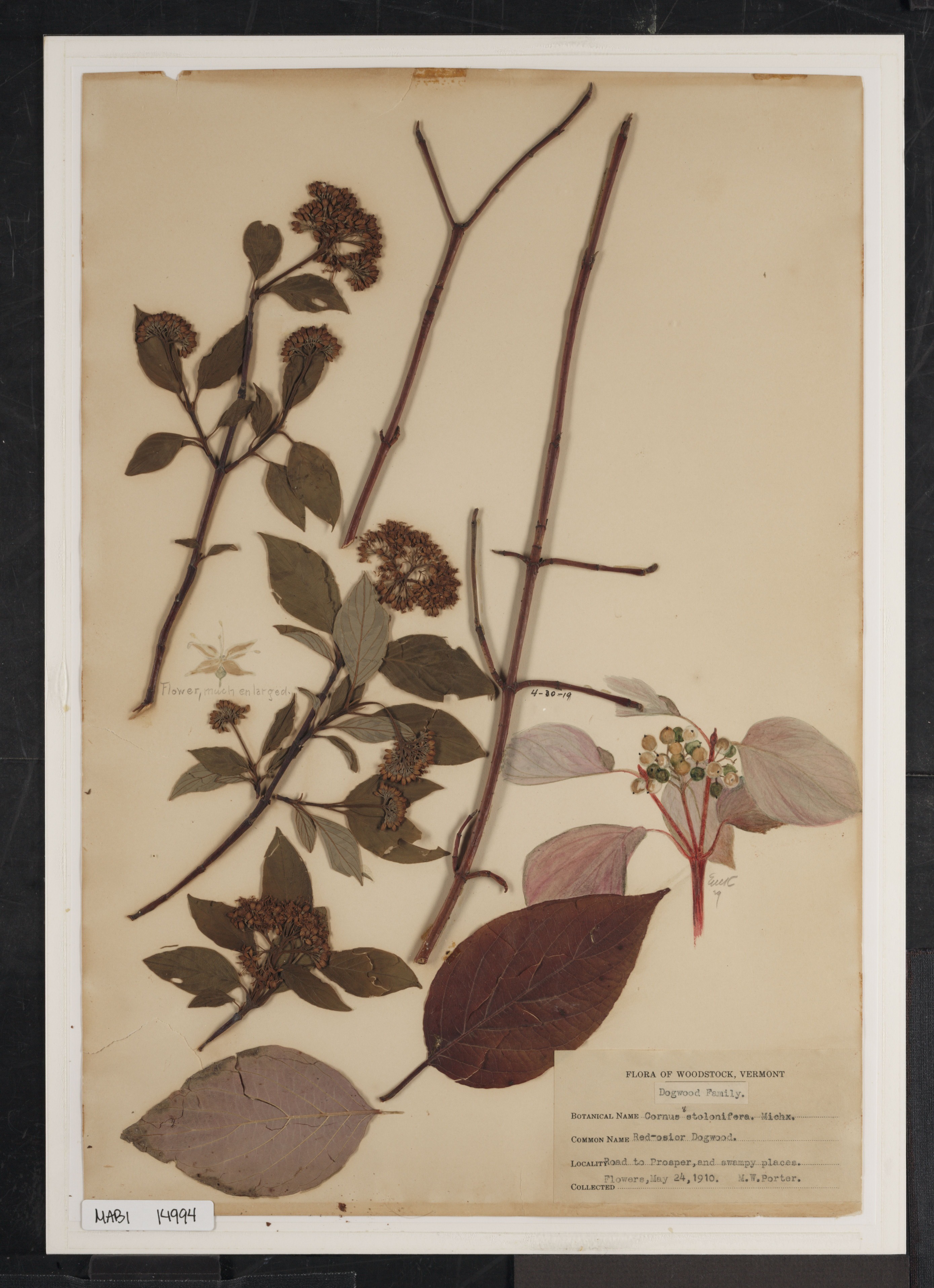 Preserved biological specimen on paper.