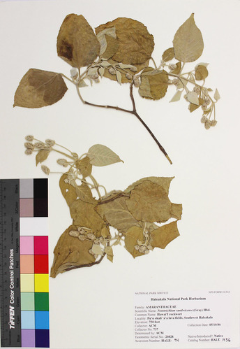 Nototrichium sandwicense