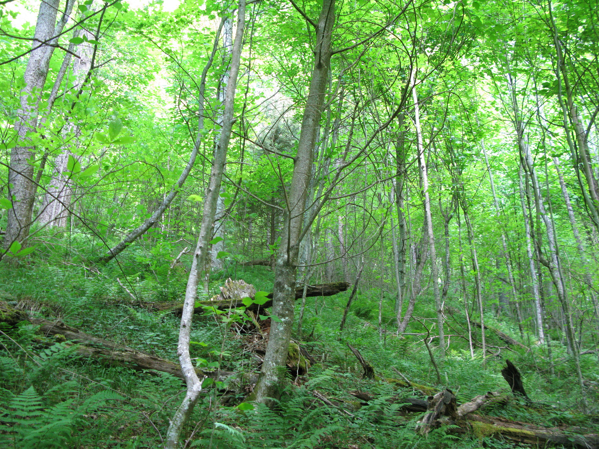 GRSM Accuracy Assessment. Plot Code: GRSM_AA_0953_4