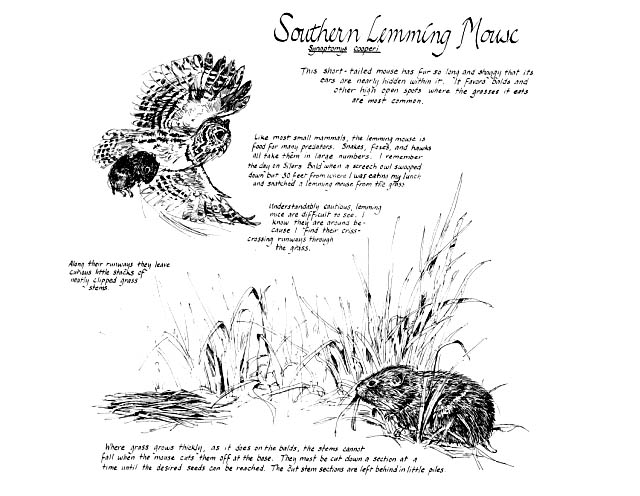 Grass bald section. Southern Lemming mouse notebook page.