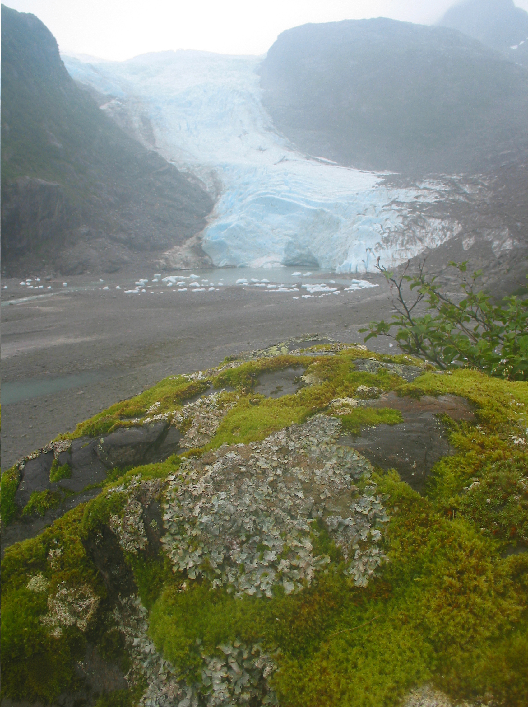 Rock with lichen with glacier terminus in the distance Holgate Arm 2006
