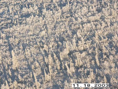Moose Survey, Yukon-Charley, 2003 2