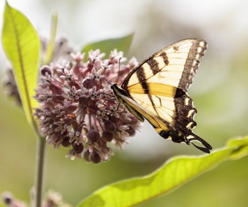 A yellow and black eastern tiger swallowtail butterfly perched on the pink bloom of a milkweed plant.