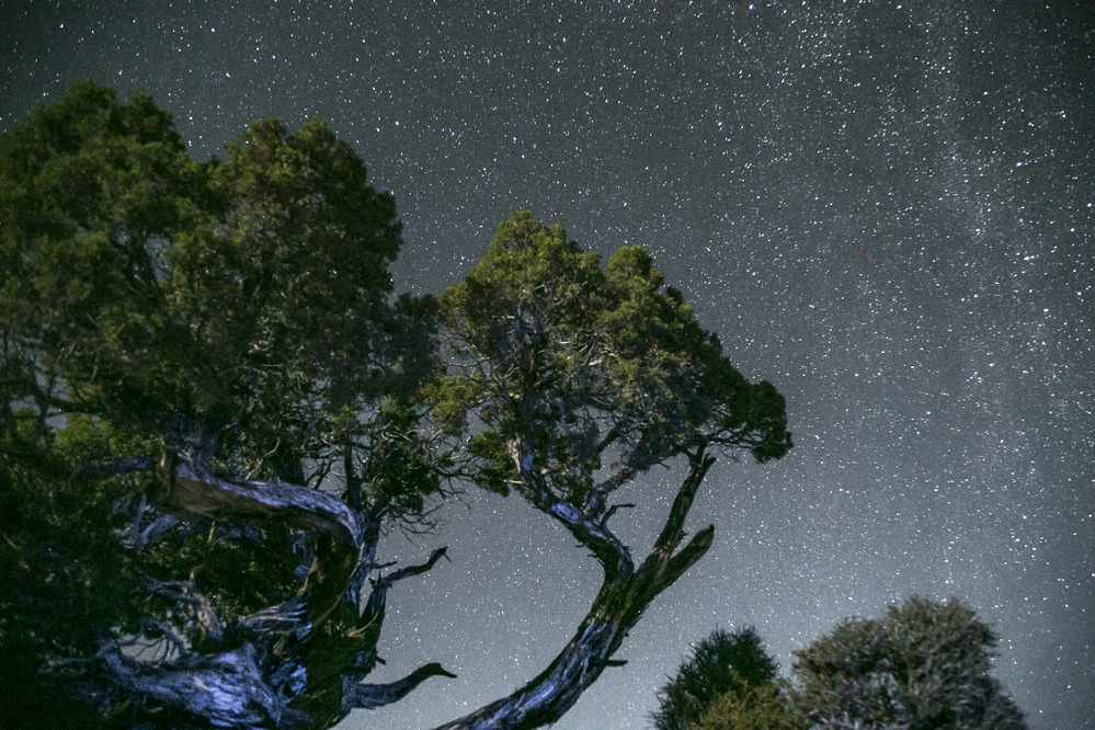  Juniper trees show green and gray against a background full of stars.