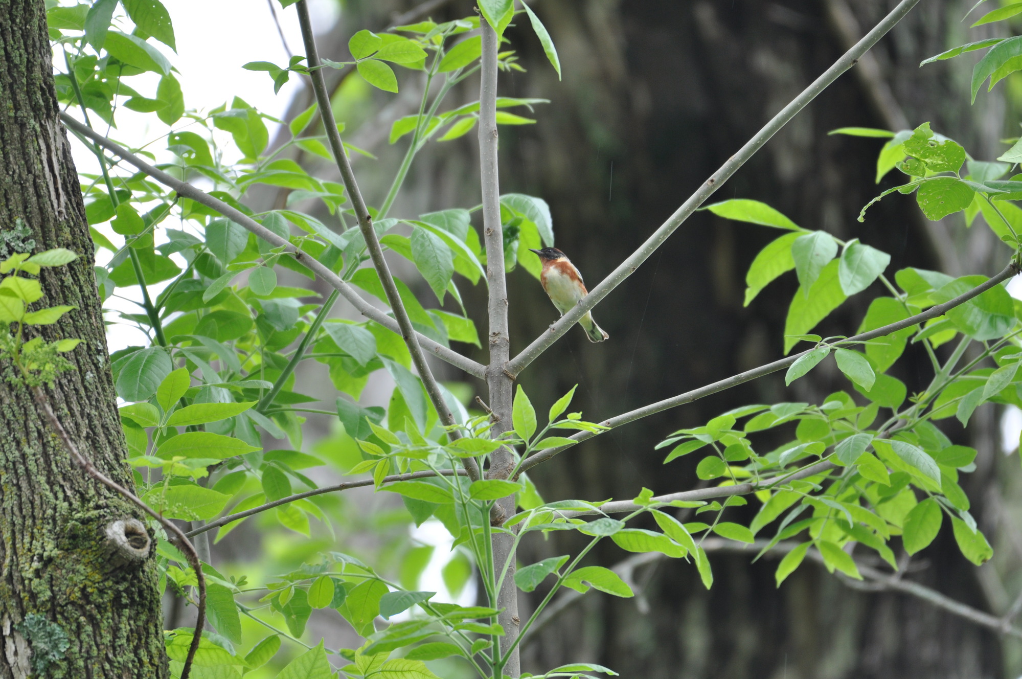 Bay-breasted warbler in a tree