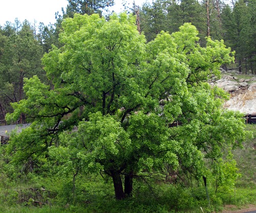 a leafy tree