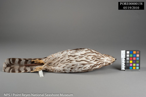 Coopers Hawk study skin ventral (body front) view. PORE 158