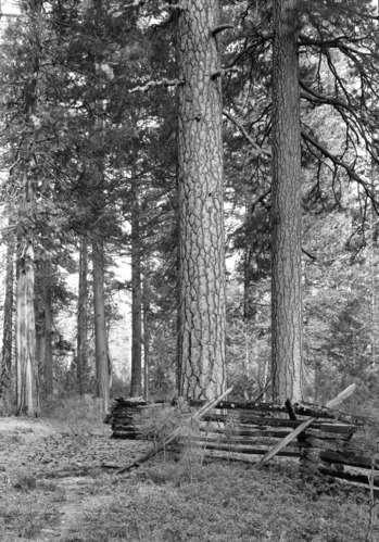 Trees and rail fence on Cuneo property.