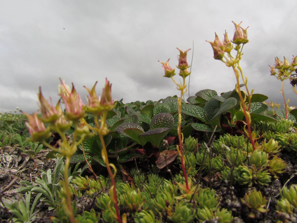 Close view of green leaves of tundra plants and long flower stalks with unopened buds.