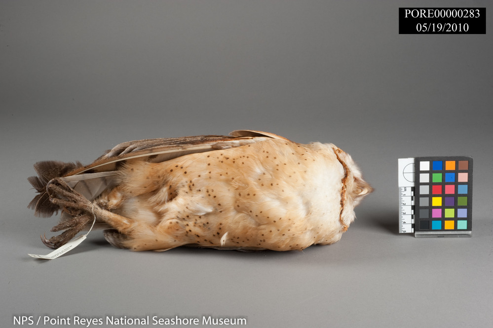 Common Barn Owl study skin ventral (front of body) view. PORE 283