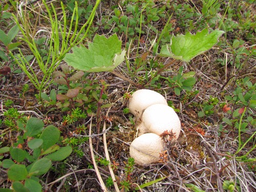 3 white mushrooms sourounded by green summer plants.