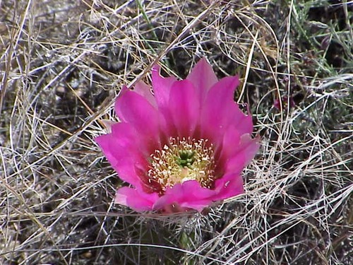 a large, bright pink flower growing from the top of a small, cylindrical cactus
