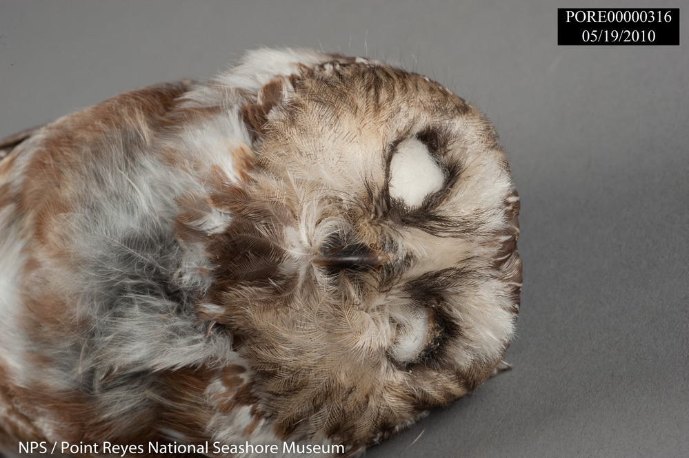 Northern Saw-whet Owl study skin detail of head front view. PORE 316