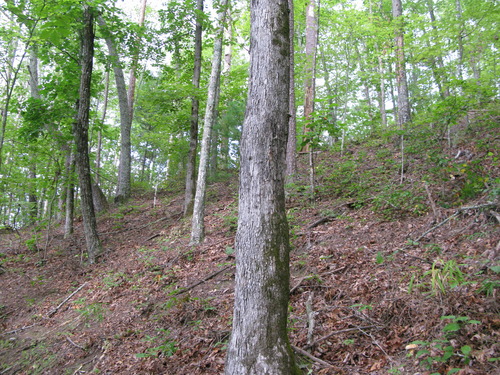 GRSM Accuracy Assessment. Plot Code: GRSM_AA_0328_5