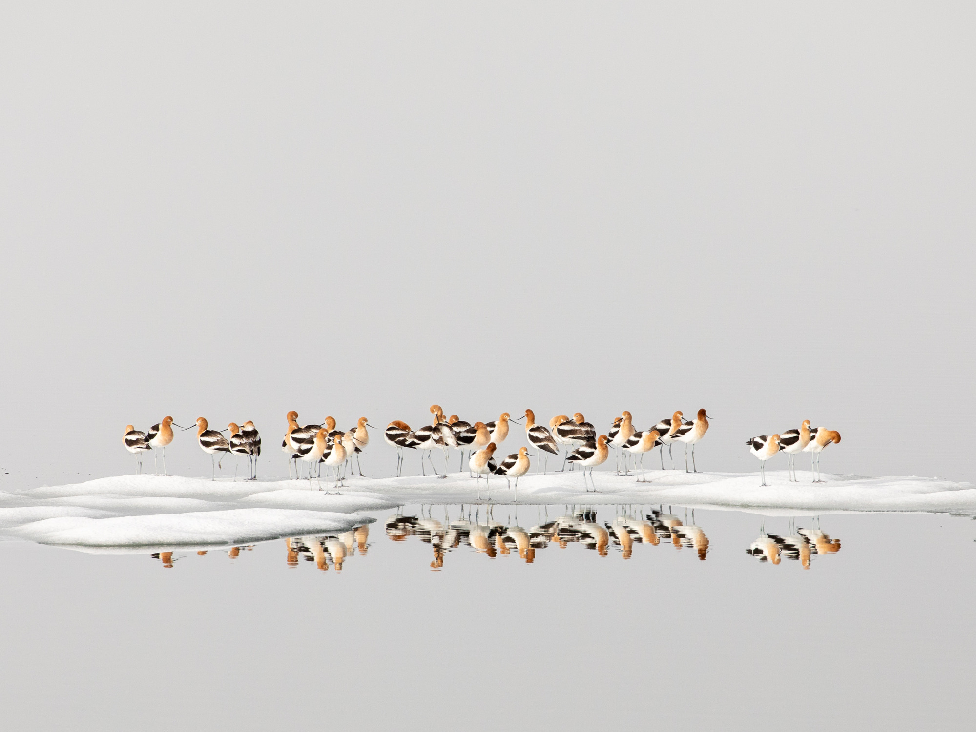 Brown, black and white birds stand in a flock on a piece of ice in water