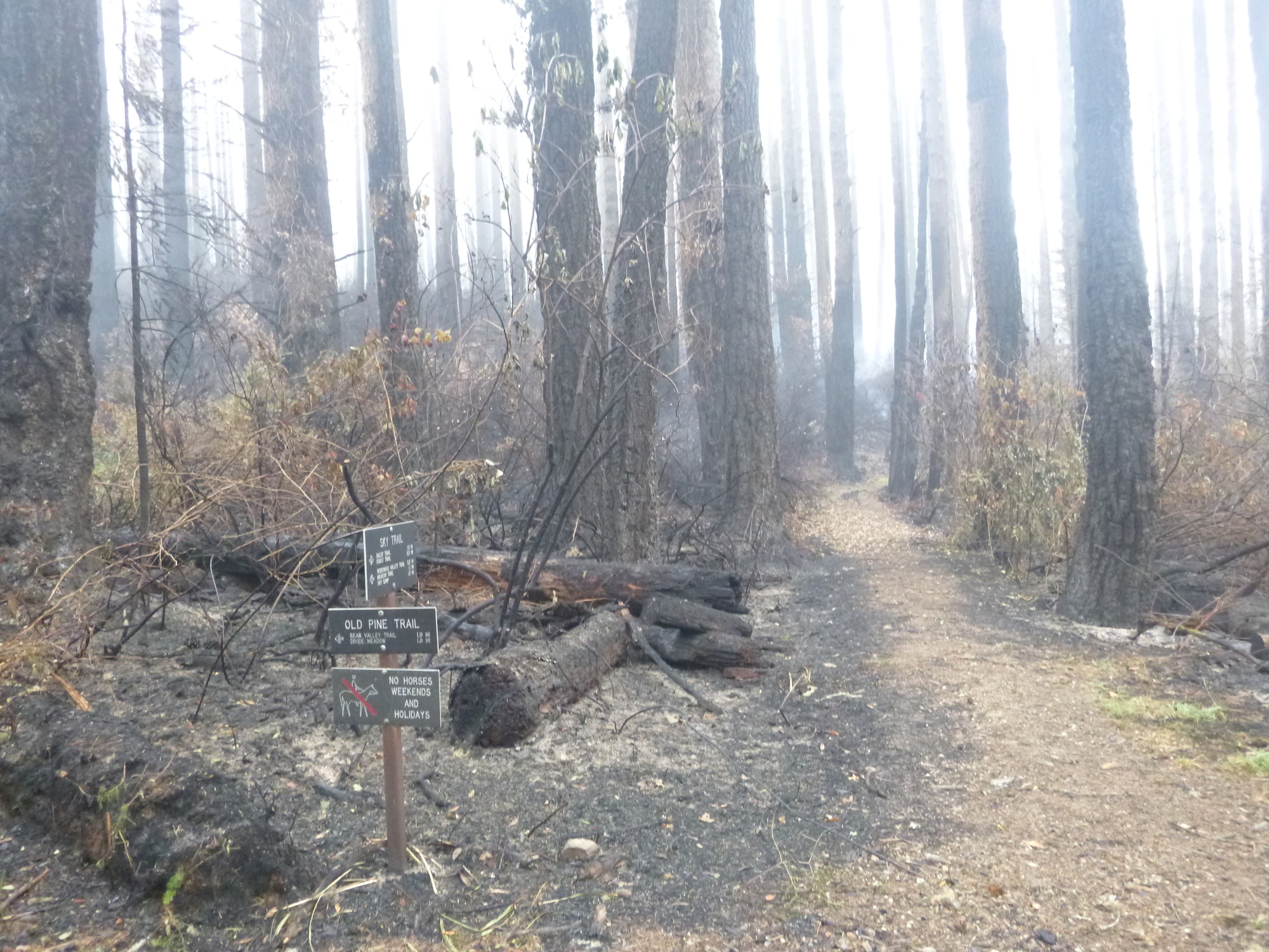 A metal signpost with three metal signs stands among burnt trees and vegetation. The air is smoky and thin tendrils of smoke can be seen rising in the background.