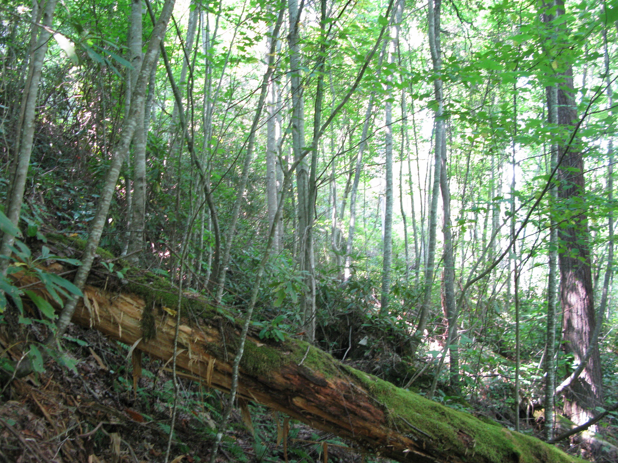 GRSM Accuracy Assessment. Plot Code: GRSM_AA_0027_5