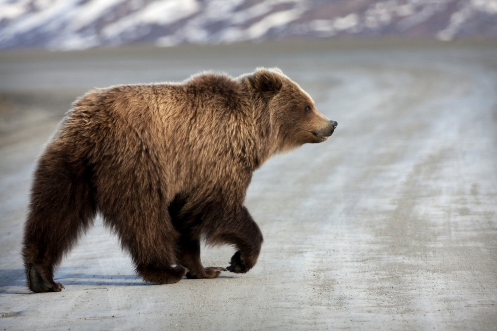 a bear walking down a dirt road