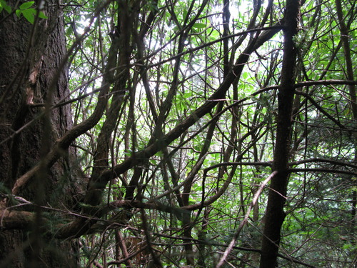 GRSM Accuracy Assessment. Plot Code: GRSM_AA_0068_4