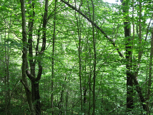 GRSM Accuracy Assessment. Plot Code: GRSM_AA_0097_6