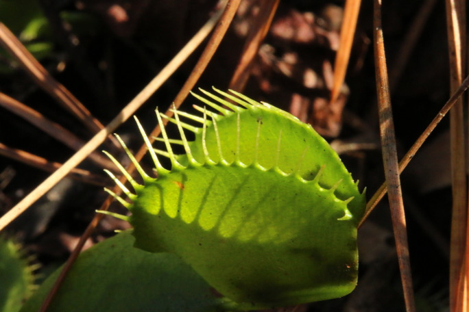 Venus Fly Trap