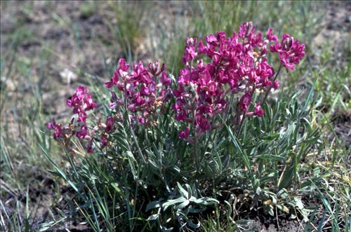 Badlands Flowers: Red, Pink, Blue