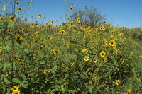 Sunflowers add a lot of color in the late summer months. They also provide pollen to many bees and cover to other insects like dragonflies.