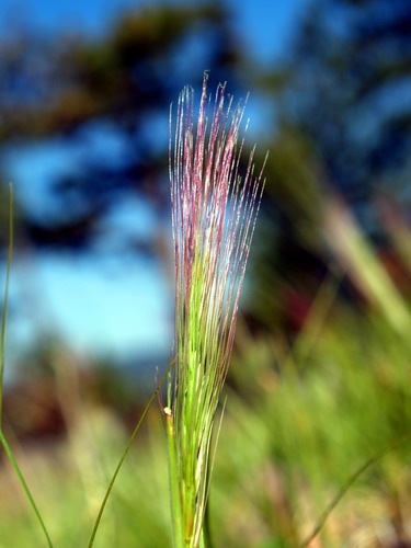 Foxtail Barley, Hordeum jubatum