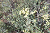Crowded Rayweed, Parthenium confertum, has typical desert adaptations such as hairy stems and leaves. Growing to 2ft it blooms from May to October and the sap contains rubber.