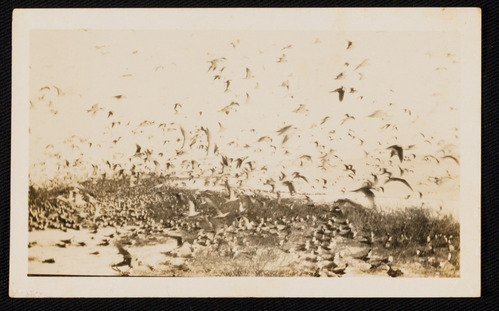 Several birds in flight on the shore of Bird Island at Dry Tortugas. 