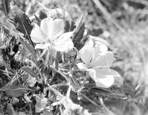 Evening primrose (close-up), Oenothera caespitosa.