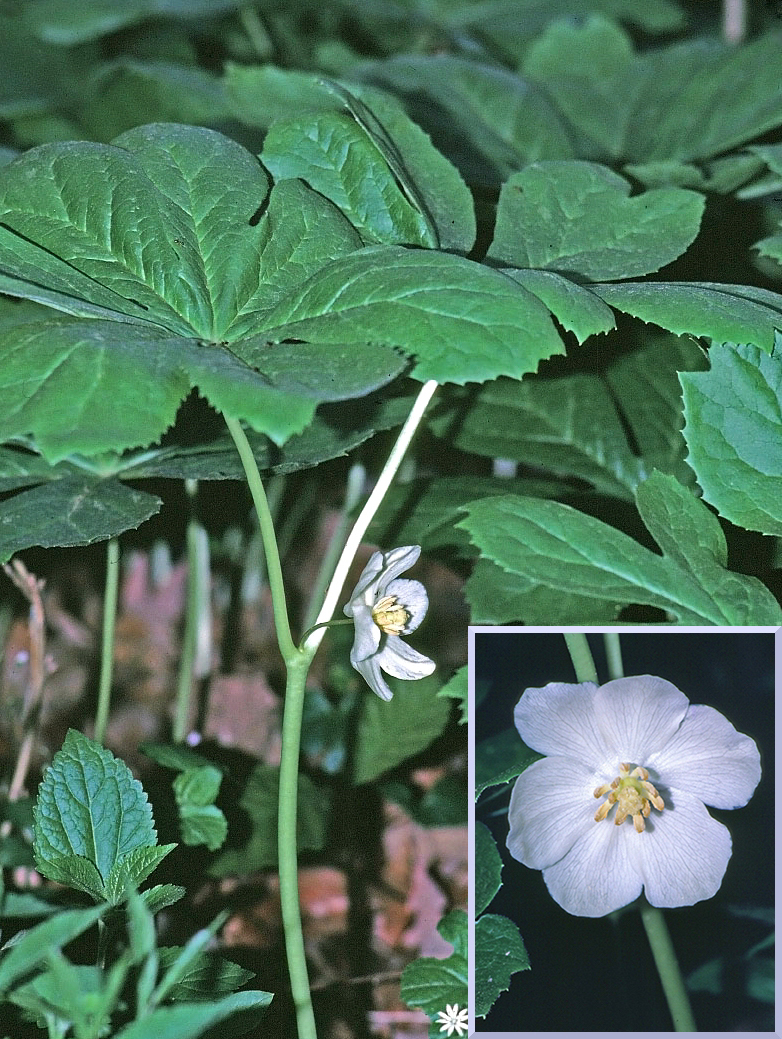 Mayapple with inset of flower