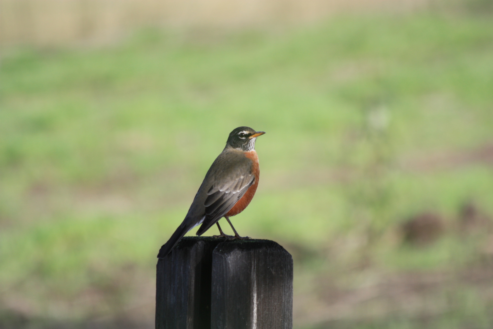 Dark brown bird with reddish breast perched on a post