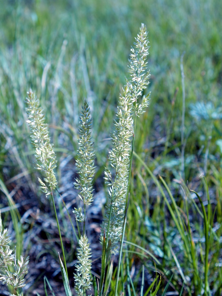 Junegrass, Koeleria macrantha, K. cristata, K. gracilis, K. pyramidata