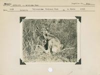 hfca_1607_iva_013_10_009_8714a_a. Mammals, Antelope [Pronghorn] -- Antelope [Pronghorn] fawn.. Locality: Tower Falls, Yellowstone National Park. Negative #: 8714. [The more specific date comes from the reverse of the envelope for this negative number]