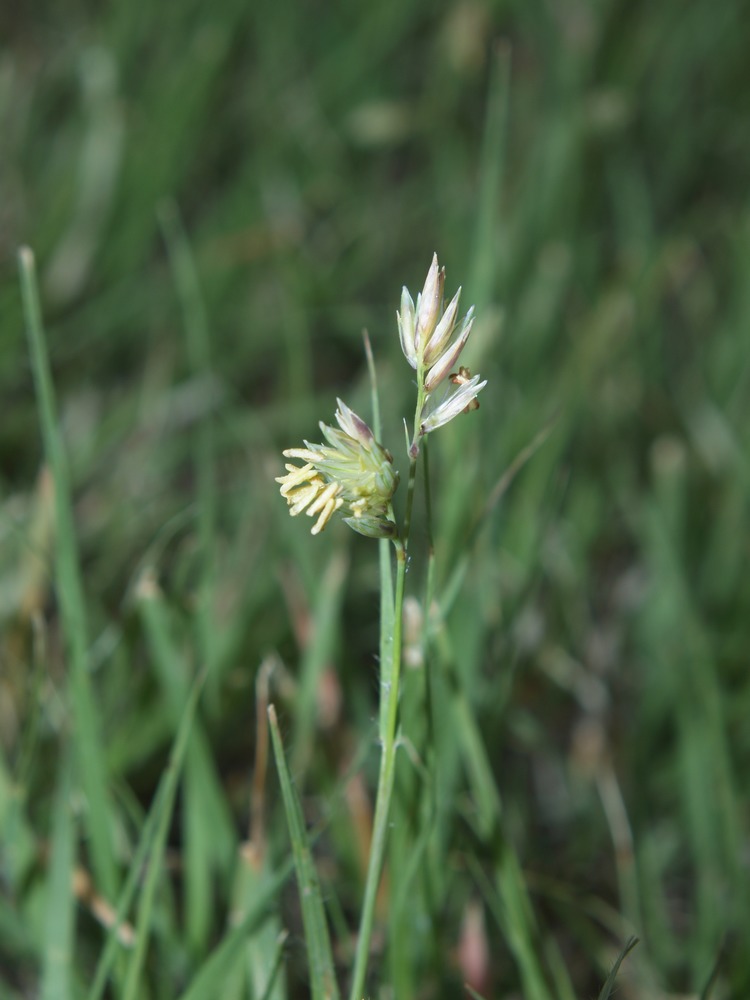 Buffalograss, Ruchloe dactyloides
