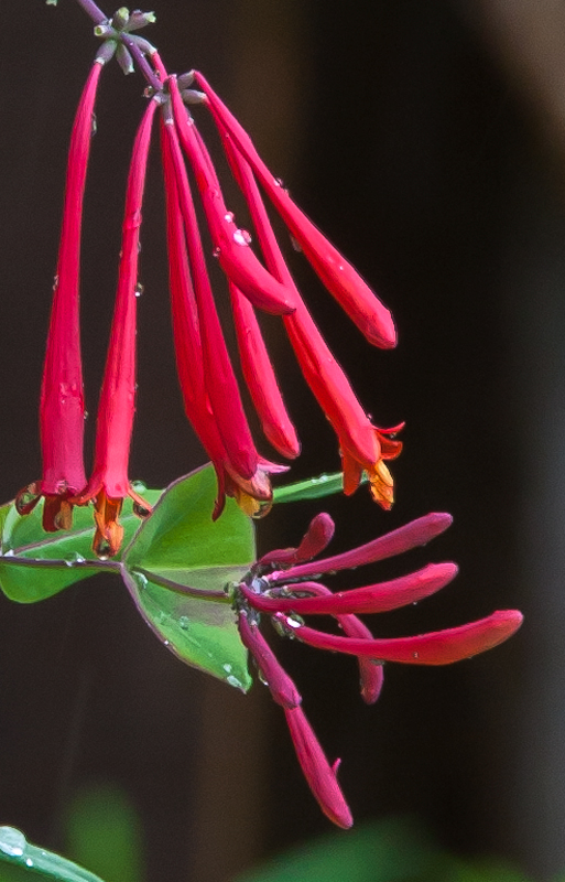 Trumpet Honeysuckle