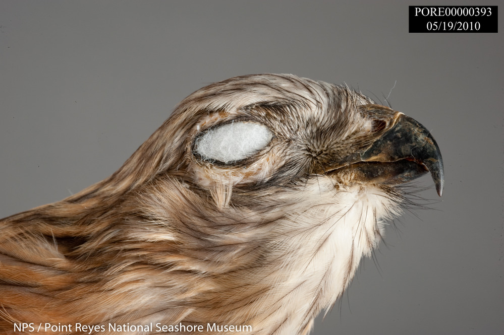 Red-shouldered Hawk study skin detail of head profile view. PORE 393