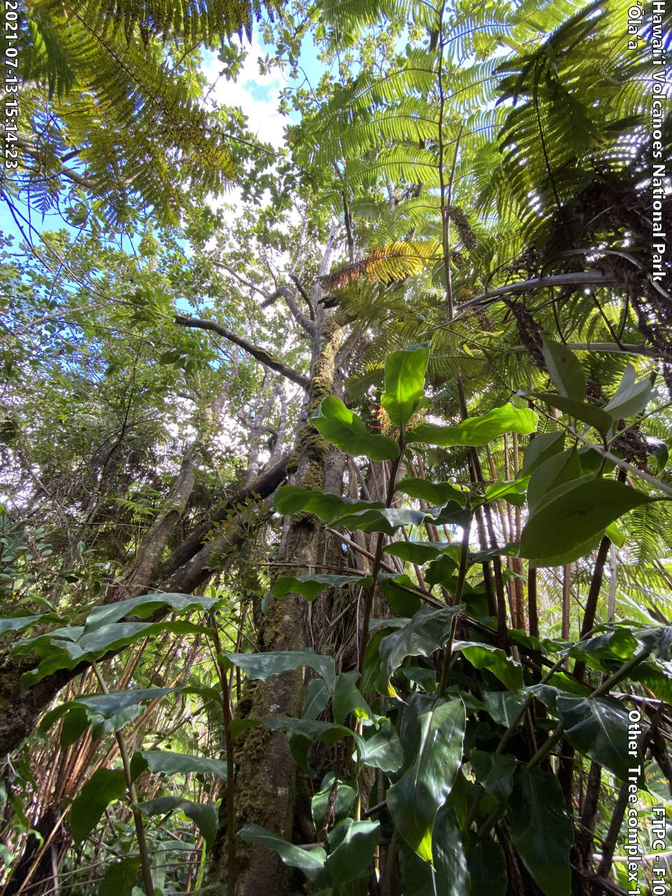 Photo of a phenomenon at the monitoring site. Phenomena may include a unique growth form of a plant, a tree complex (often a tight cluster of trees growing intertwined due to previous epiphytic growth) signs of pests or disease on a plant, signs of pig damage within the forest, or other unforeseen phenomenon. A short description is typically included in the photo subject after the keyword "Other".